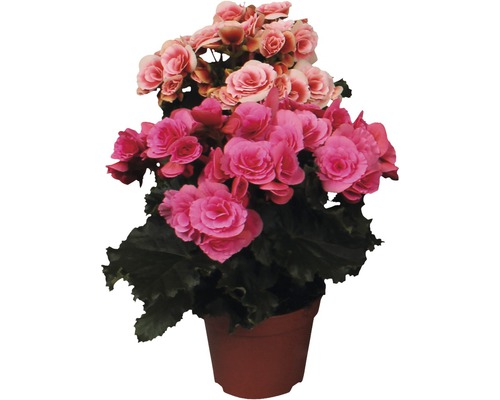 Begonie in einem Topf mit rosa und pinkfarbenen Blüten