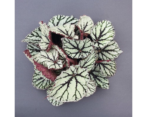 Blattschmuck-Begonie FloraSelf® Begonia rex 'Feldor' Ø 13 cm