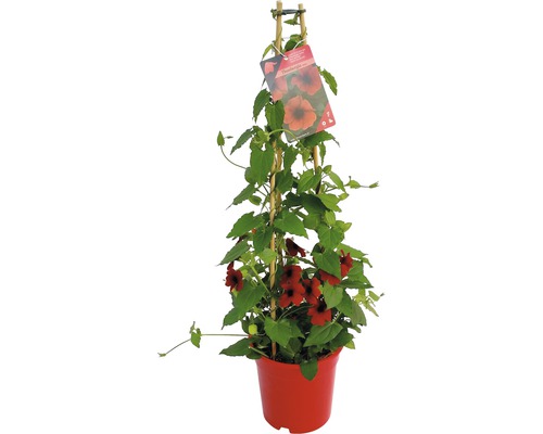 Suzanne aux yeux noirs FloraSelf Thunbergia alata h 90 cm pot Ø 19 cm rouge