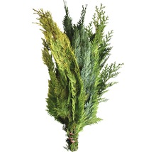 Paquet de diverses branches de conifères