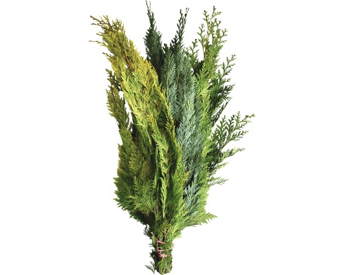 Paquet de diverses branches de conifères