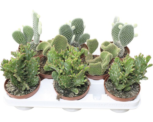 Opuntia Mix FloraSelf H ca. 15-20 cm Ø 10,5 cm Topf zufällige Sortenauswahl-0