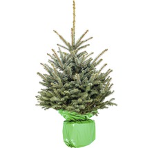 Épicéa bleu en pot avec toile de jute