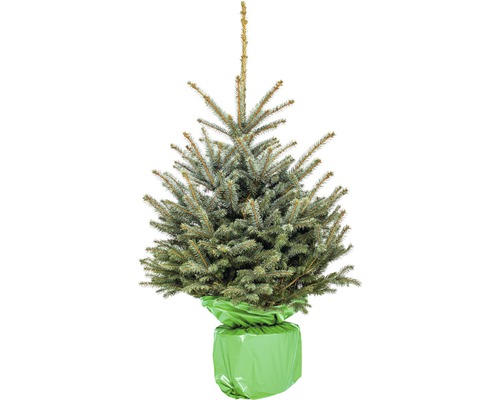 Épicéa bleu en pot avec toile de jute