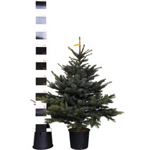 Épicéa bleu en pot avec échelle de mesure pour indication de taille