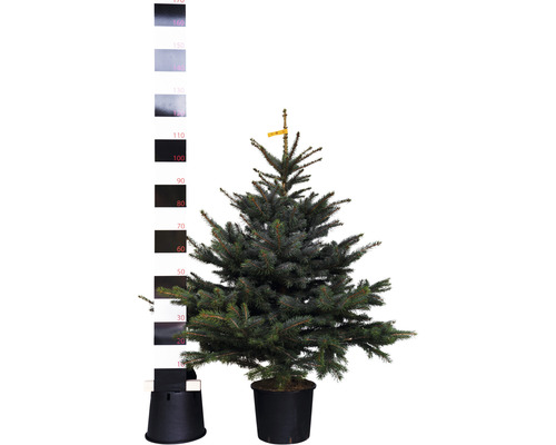 Blaufichte, Blaue Stechfichte H 100-125 cm Co 10 L Weihnachtsbaum gesägt und getopft