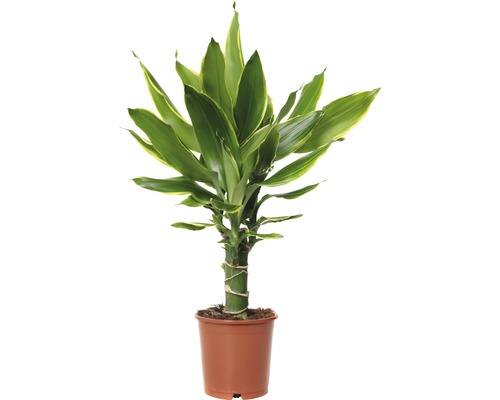 Dragonnier FloraSelf Dracaena fragrans 'Golden Coast' H 40-50 cm pot de Ø 11 cm Plume porte-bonheur en pot