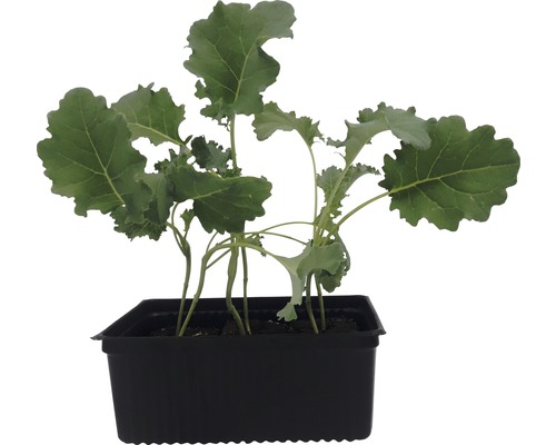Chou vert bio barquette de 6 Brassica oleracea H 5-10cm