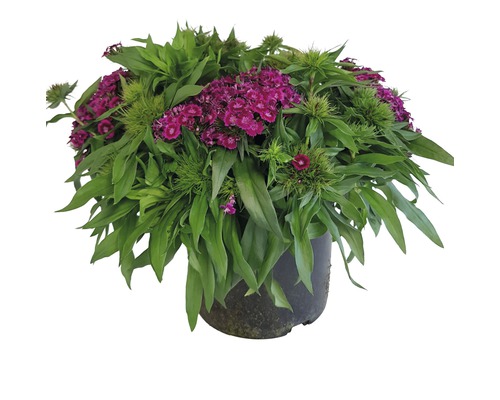 Mélange d'œillets de poète FloraSelf Dianthus barbatus h 10-40 cm Co 3 l bisannuel assortiment de variétés aléatoire