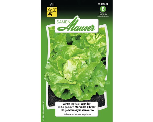 Laitue pommée d'hiver graines de fleurs Samen Mauser Sachet de graines Laitue pommée Merveille d''hiver