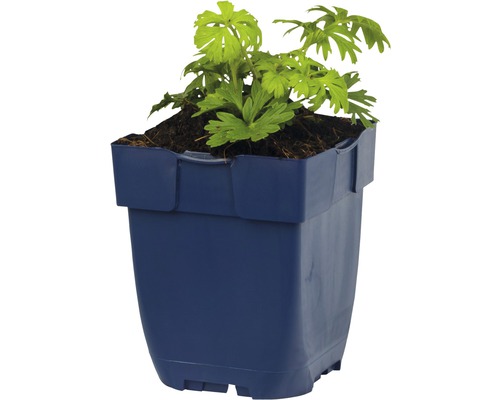 Gartenpflanze im Pflanztopf