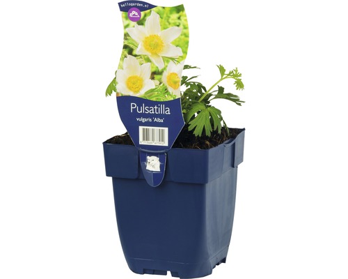 Weissblühende FloraSelf Küchenschelle Pulstilla vulgaris H 5-20 cm Co 0,5 L Küchenschelle vulgaris ''Alba'' im Topf