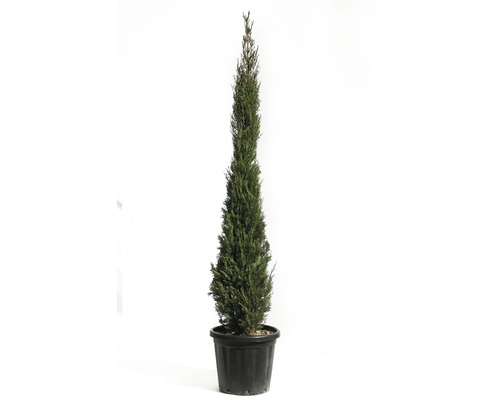 Mittelmeer-Zypresse 'Pyramidalis' FloraSelf Cupressus sempervirens 'Pyramidalis' H 175-200 Co 25 L-0