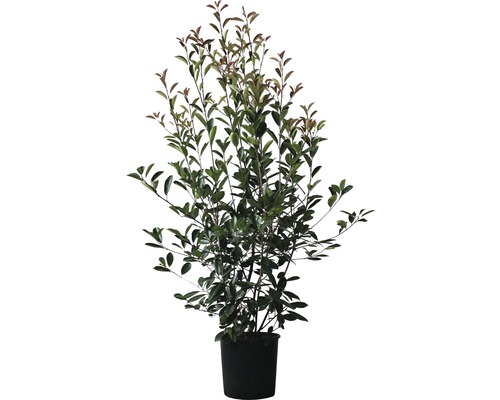 Photinie FloraSelf Photinia fraseri 'Red Robin' h 125-150 cm Co 15 l