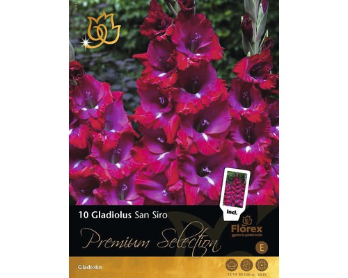 Blumenzwiebel Premium Gladiole San Siro 10 Stk.