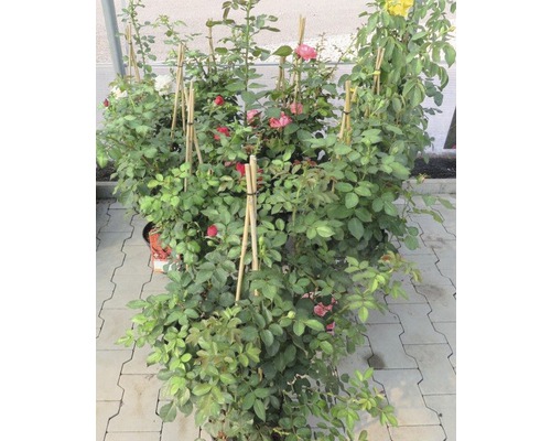 Kletterrose FloraSelf Rosa x Hybride H 60-80 cm Co 5 L sortiert zufällige Farbauswahl