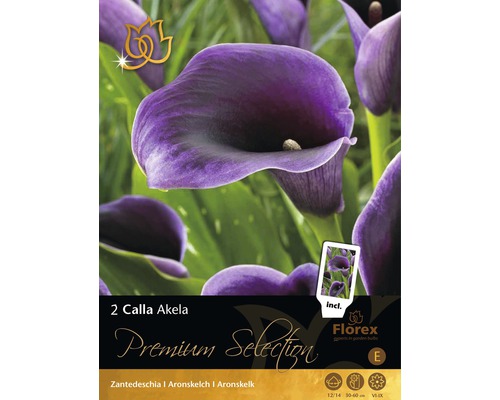 Blumenzwiebel Premium Calla Akela 2 Stk.