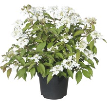 Japanischer Schneeball FloraSelf Viburnum plicatum 'Summer Snowflake' 30/40cm Co 5L