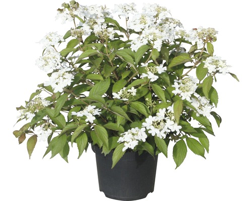 Japanischer Schneeball FloraSelf Viburnum plicatum 'Summer Snowflake' 30/40cm Co 5L