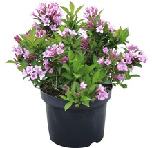 Weigelie im Topf mit rosa Blüten und grünen Blättern für den Garten oder Balkon.