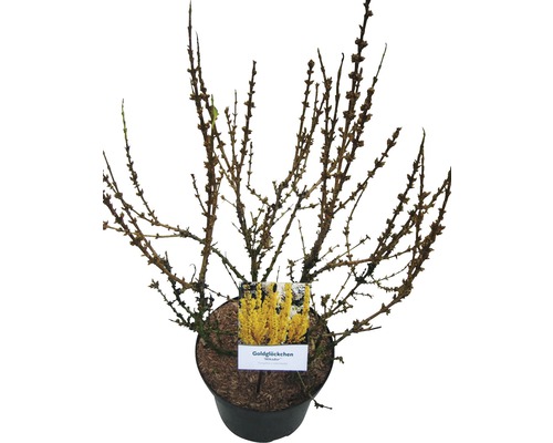 Goldglöckchen im Topf mit Pflanzenetikett