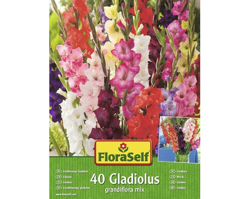 Blumenzwiebel Gladiolen Grossblumiger Mix 40 Stk.