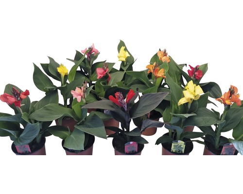 Plantes de Canna en fleurs en pots