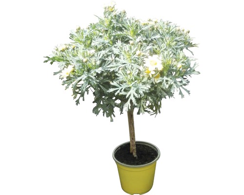 Chrysanthème frutescent arbuste FloraSelf Chrysanthemum frutescens H 30-35 cm pot Ø 14 cm jaune