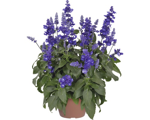 Salvia Sallyfun Deep Ocean FloraSelf® 12er Topf, blau