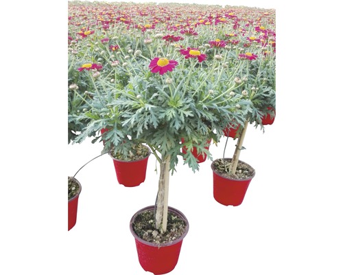 Chrysanthème frutescent arbuste FloraSelf Chrysanthemum frutescens H 30-35 cm pot Ø 14 cm rouge