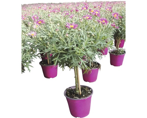 Strauchmargerite FloraSelf® Argyranthemum frutescens rosa 14er Topf