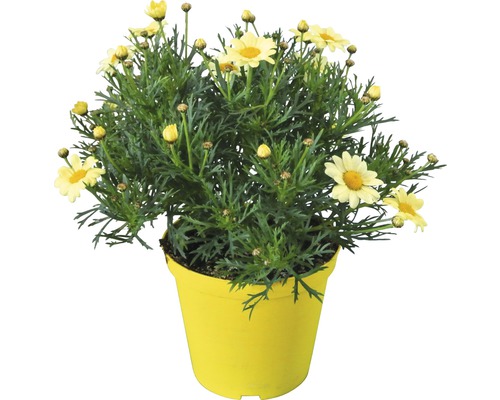 Strauchmargerite FloraSelf® Argyranthemum frutescens gelb 14er Topf