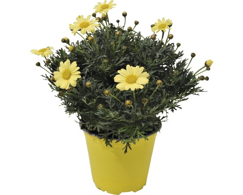 Marguerite en pot avec des fleurs jaunes