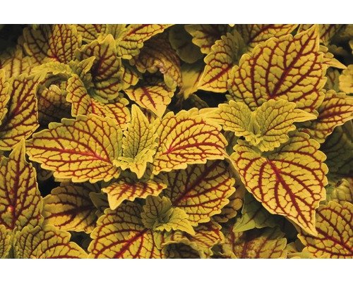 Gros plan d''un plant de coléus avec des feuilles décoratives