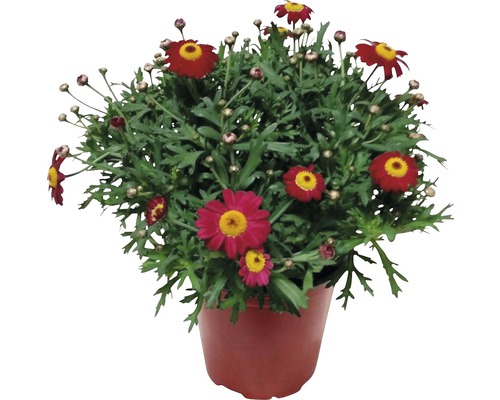 Strauchmargerite FloraSelf® Argyranthemum frutescens rot 14er Topf