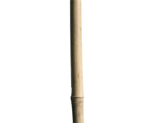 Tige en bambou 240 cm 20/ 22 mm, brun