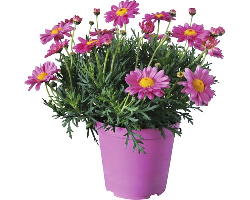 Strauchmargerite FloraSelf® Argyranthemum frutescens rosa 14er Topf