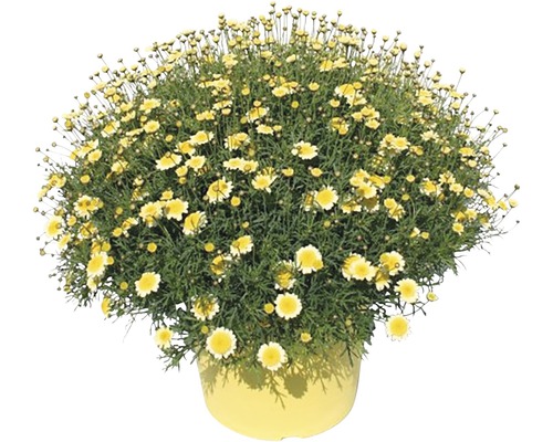 Chrysanthème frutescent FloraSelf Chrysanthemum frutescens H 15-25 cm pot Ø 25 cm jaune