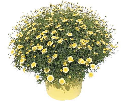 Chrysanthème frutescent FloraSelf Chrysanthemum frutescens H 15-25 cm pot Ø 25 cm jaune Chrysanthème frutescent FloraSelf Chrysanthemum frutescens H 15-25 cm pot Ø 25 cm jaune