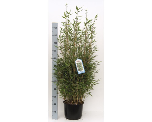 Bambou en pot avec un mètre pour indiquer la taille.