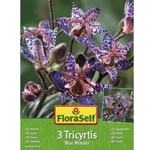 Blumenzwiebel FloraSelf Tricyrtis/Krötenlilie Blue Wonder 3 Stk-thumb-0