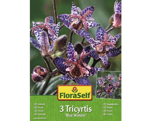Blumenzwiebel FloraSelf Tricyrtis/Krötenlilie Blue Wonder 3 Stk-0