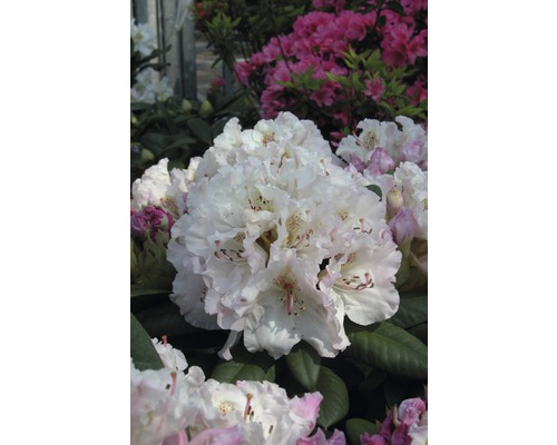 Rhododendron Cultivars 30-40 cm Co 6L assorti