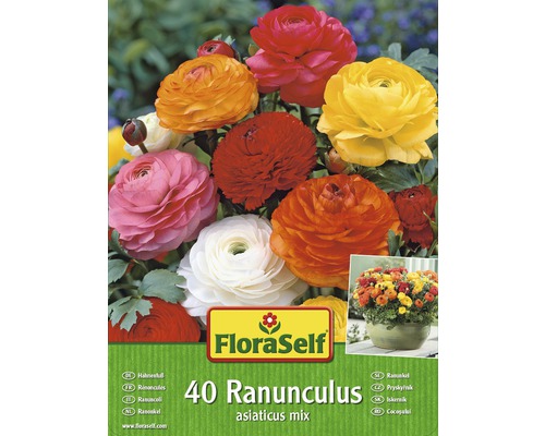 Blumenzwiebel Hahnenfuss/Ranunculus Mischung 40 Stk.