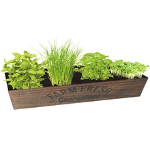 Kräutergarten mit Basilikum, Schnittlauch, Petersilie und Kresse im Holzgefäß