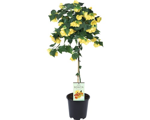 Érable de salon arbuste FloraSelf Abutilon x Hybride pot Ø 19 cm jaune