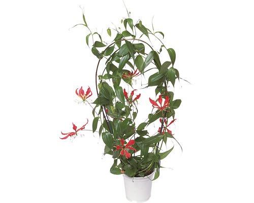 Lis de Malabar FloraSelf® Gloriosa superba triangulaire H 100 cm pot de 21 cm Gloriosa, plante d''intérieur avec support d''escalade en pot