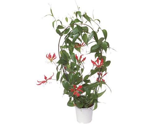 Lis de Malabar FloraSelf® Gloriosa superba triangulaire H 100 cm pot de 21 cm