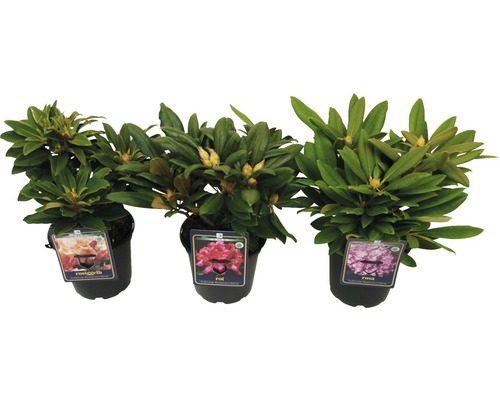 Drei Rhododendron-Pflanzen in Töpfen mit Blüten in gelbrosa, rot und rosa