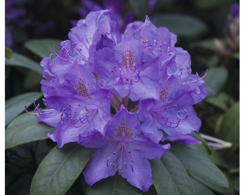Rose des alpes à grandes fleurs FloraSelf® Rhododendron Hybride, 'bleu', H 30-40 cm